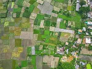 Irrigation Prints: Aerial view of rice paddies surrounding an ancient Buddhist site in Bangladesh