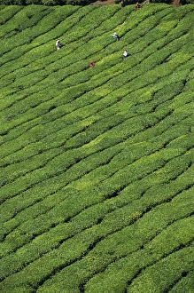 Munnar Prints: Aerial view of rows of tea bushes in tea gardens