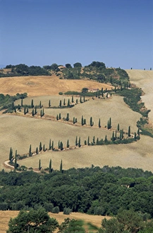 Cypresses Prints: Aerial view of rural road lined with cypress trees