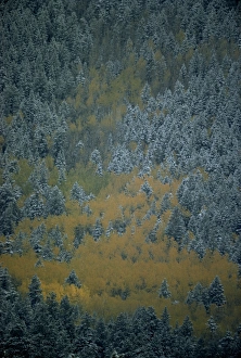 Conifer Prints: Aerial view over section of forest in autumn