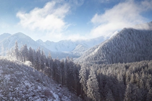Poland Prints: Aerial view of snow covered fir trees, Poland