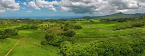 Country Road Prints: Aerial view of tea plantation near Bois Cheri Tea Factory, Mauritius, Indian Ocean, Africa