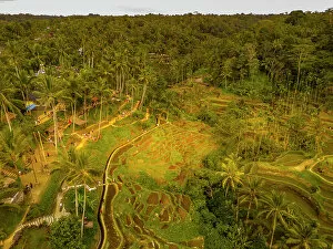Terrace Collection: Aerial view of Tegallalang Rice Terrace, UNESCO World Heritage Site, Tegallalang