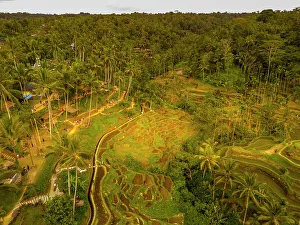 Terraces Prints: Aerial view of Tegallalang Rice Terrace