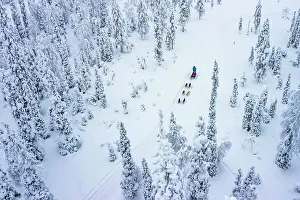 Domesticated Prints: Aerial view of tourists dog sledding in the snowy forest, Lapland, Finland, Europe