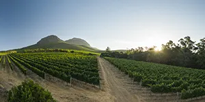 Viniculture Prints: Aerial view of wine vineyards near Stellenbosch, Western Cape, South Africa, Africa