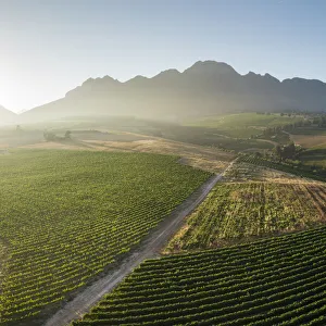 Aerial view of wine vineyards near Stellenbosch, Western Cape, South Africa, Africa