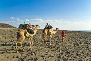Afar tribeswoman with camels on her way home, near Lac Abbe, Republic of Djibouti, Africa
