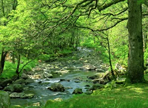 Gwynedd Prints: Afon Artro passing through natural oak wood, Llanbedr, Gwynedd, Wales, United Kingdom