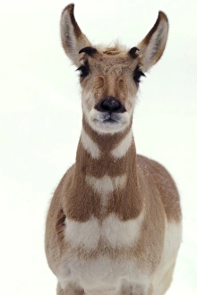 Antelope Prints: African antelope
