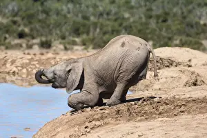 Hapoor Waterhole Prints: African baby elephant drinking (Loxodonta africana) at Hapoor waterhole