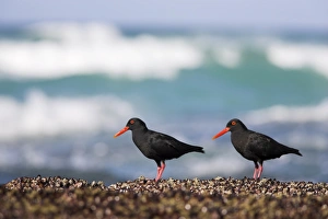 Repeating Prints: African black oystercatchers