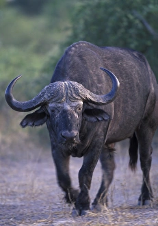African buffalo
