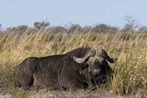 Buffalo Prints: African buffalo