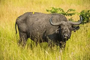 Search Results: African buffalo (Cape buffalo) (Syncerus caffer), Queen Elizabeth National Park, Uganda