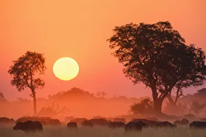 Large Group Of Animals Prints: African buffalo (Cape Buffalo) (Syncerus caffer), at sunset, Bushman Plains, Okavango