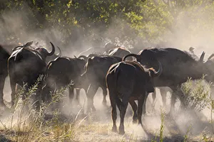 African buffalo (Cape Buffalo) (Syncerus caffer), Bushman Plains, Okavango Delta