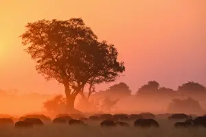 African buffalo (Cape Buffalo) (Syncerus caffer) at sunset, Bushman Plains, Okavango