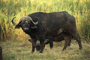 African buffalo (Cyncerus caffer)