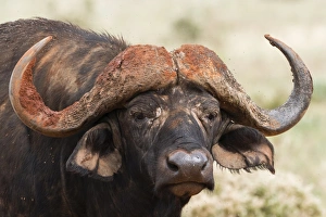 Tsavo Prints: African buffalo (Syncerus caffer), Tsavo, Kenya, East Africa, Africa
