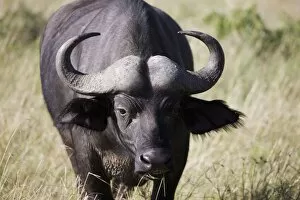 African buffalo (Syncerus caffer), Masai Mara National Reserve, Kenya, East Africa