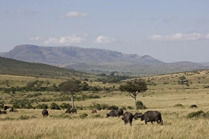Images Dated 2nd October 2008: African buffalo (Syncerus caffer), Masai Mara National Reserve, Kenya, East Africa