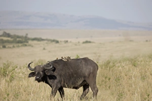 Images Dated 2nd October 2008: African buffalo (Syncerus caffer), Masai Mara National Reserve, Kenya, East Africa, Africa