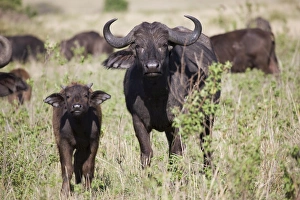 Images Dated 2nd October 2008: African buffalo (Syncerus caffer), Masai Mara National Reserve, Kenya, East Africa, Africa