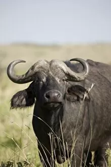 Images Dated 2nd October 2008: African buffalo (Syncerus caffer), Masai Mara National Reserve, Kenya, East Africa, Africa