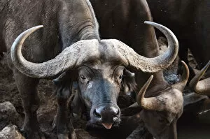 Eye Contact Gallery: African Buffalo (Syncerus caffer) drinking, Taita Hills Wildlife Sanctuary, Kenya