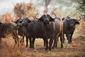 Wild Animals Prints: African Buffalo (Syncerus caffer), Uganda, Africa