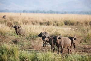 Buffalo Prints: African buffalos