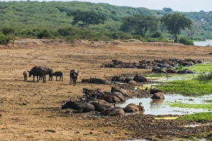 Search Results: African buffalos (Cape buffalo) (Syncerus caffer), Queen Elizabeth National Park, Uganda