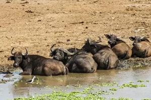 Search Results: African buffalos (Cape buffalo) (Syncerus caffer), Queen Elizabeth National Park, Uganda
