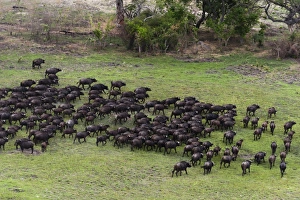Buffalo Prints: African buffalos (Syncerus caffer), aerial view, Okavango delta, Botswana, Africa