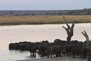 Thirsty Prints: African buffalos, Syncerus caffer, Chobe River, Chobe National Park, Botswana, Africa