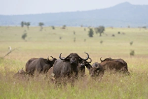 Tsavo Prints: African buffalos (Syncerus caffer), Tsavo, Kenya, East Africa, Africa