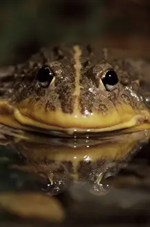 Amphibian Prints: African burrowing bullfrog (Pyxicephalus adspersus)