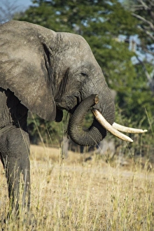 African bush elephant (Loxodonta africana), Liwonde National Park, Malawi, Africa