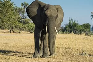 Tusk Gallery: African bush elephant (Loxodonta africana), Liwonde National Park, Malawi, Africa