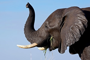 Loxodonta Prints: African bush elephant (Loxodonta africana), Chobe River, Botswana