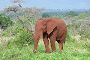 African bush elephant (Loxodonta africana) covered with red soil walking in the savannah, Kwazulu Natal Province, South Africa, Africa