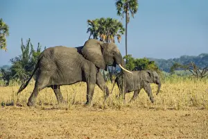 African bush elephant (Loxodonta africana) mother with calf, Liwonde National Park