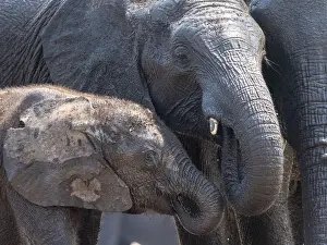 Elephant Prints: African bush elephant mother and calf (Loxodonta africana) in Hwange National Park