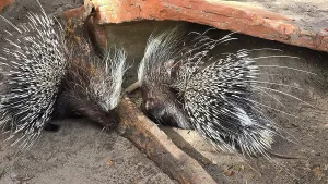Awareness Prints: African Cape Porcupine, Central Florida Zoo, United States of America