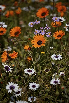 Petal Prints: African daisy (Gousblom) (Arctotis hirsuta), white African daisy, Cape rain-daisy
