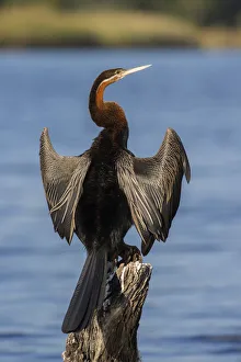 Wild Animals Prints: African darter (Anhinga rufa) drying wings, Chobe River, Botswana, Africa