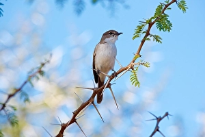 Guides Prints: African Dusky Flycatcher (Muscicapa adusta), Dinokeng Game Reserve, South Africa