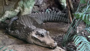 Awareness Prints: African Dwarf Crocodile (Osteolaemus tetraspis), Hertfordshire Zoo, United Kingdom