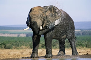 African elephant